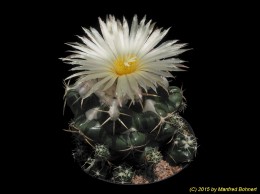 Coryphantha elephantidens ssp. bumamma 1484